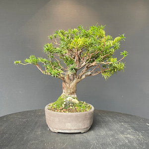 Japanische Eibe / Taxus Cuspidata-Rohmaterial-Yamadori-Bonsai Gilde