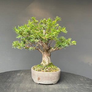 Japanische Eibe / Taxus Cuspidata-Rohmaterial-Yamadori-Bonsai Gilde