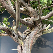 Lade das Bild in den Galerie-Viewer, Japanische Eibe / Taxus cuspidata-Rohmaterial-Yamadori-Bonsai Gilde
