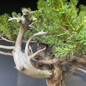 Japanische Eibe / Taxus cuspidata-Rohmaterial-Yamadori-Bonsai Gilde