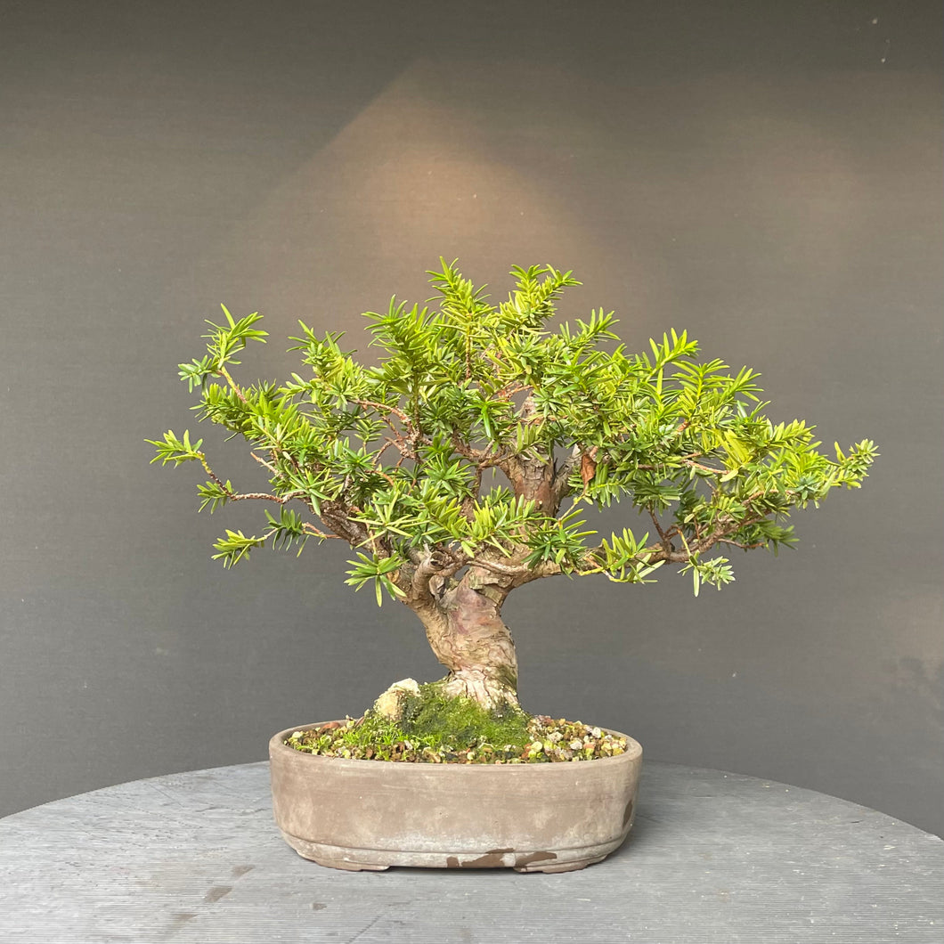 Japanische Eibe / Taxus Cuspidata-Rohmaterial-Yamadori-Bonsai Gilde