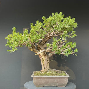 Japanische Eibe / Taxus cuspidata-Rohmaterial-Yamadori-Bonsai Gilde