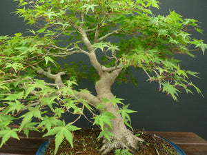 Japanischer Fächerahorn / Acer Palmatum-Bonsai-Bonsai Gilde
