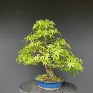 Japanischer Fächerahorn / Acer Palmatum-Bonsai-Bonsai Gilde