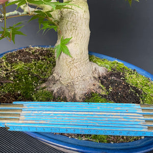 Japanischer Fächerahorn / Acer Palmatum-Bonsai-Bonsai Gilde