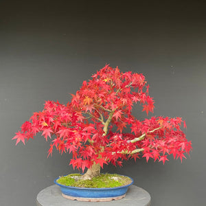 Japanischer Fächerahorn / Acer Palmatum-Bonsai-Bonsai Gilde