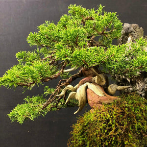 Juniper Chinensis Itoigawa Felspflanzung-Bonsai-Bonsai Gilde