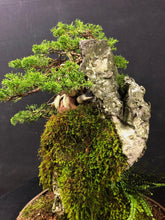 Lade das Bild in den Galerie-Viewer, Juniper Chinensis Itoigawa Felspflanzung-Bonsai-Bonsai Gilde
