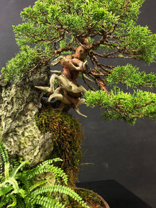 Juniper Chinensis Itoigawa Felspflanzung-Bonsai-Bonsai Gilde