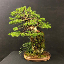 Lade das Bild in den Galerie-Viewer, Juniper Chinensis Itoigawa Felspflanzung-Bonsai-Bonsai Gilde
