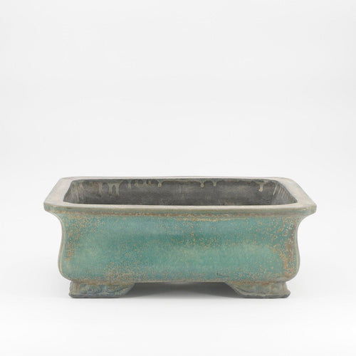 Koyo-Schalen-Bonsai Gilde