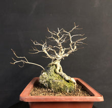 Lade das Bild in den Galerie-Viewer, Nashi-Birne / Pyrus pyrifolia-Rohmaterial-Yamadori-Bonsai Gilde
