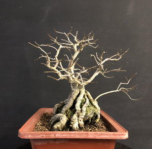 Nashi-Birne / Pyrus pyrifolia-Rohmaterial-Yamadori-Bonsai Gilde