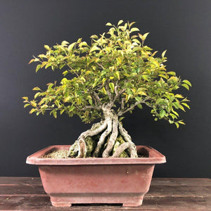Nashi-Birne / Pyrus pyrifolia-Rohmaterial-Yamadori-Bonsai Gilde