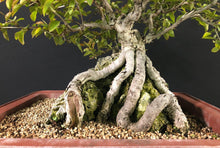 Lade das Bild in den Galerie-Viewer, Nashi-Birne / Pyrus pyrifolia-Rohmaterial-Yamadori-Bonsai Gilde
