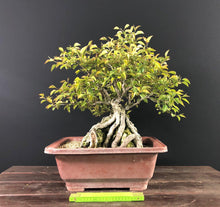Lade das Bild in den Galerie-Viewer, Nashi-Birne / Pyrus pyrifolia-Rohmaterial-Yamadori-Bonsai Gilde

