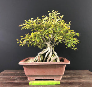 Nashi-Birne / Pyrus pyrifolia-Rohmaterial-Yamadori-Bonsai Gilde