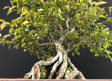 Lade das Bild in den Galerie-Viewer, Nashi-Birne / Pyrus pyrifolia-Rohmaterial-Yamadori-Bonsai Gilde
