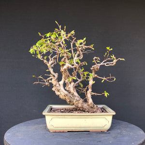 Orientalische Hainbuche / Carpinus orientalis-Rohmaterial-Yamadori-Bonsai Gilde