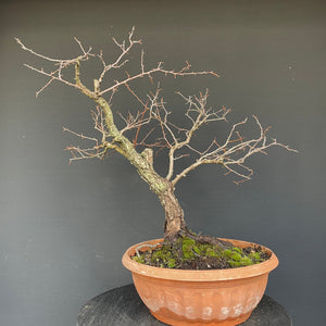 Prunus lusitanica angustifolia / Portugiesischer Kirschlorbeer-Rohmaterial-Yamadori-Bonsai Gilde