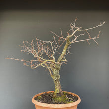 Lade das Bild in den Galerie-Viewer, Prunus lusitanica angustifolia / Portugiesischer Kirschlorbeer-Rohmaterial-Yamadori-Bonsai Gilde
