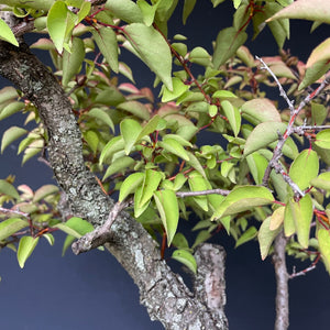 Prunus lusitanica angustifolia / Portugiesischer Kirschlorbeer-Rohmaterial-Yamadori-Bonsai Gilde
