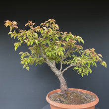 Lade das Bild in den Galerie-Viewer, Prunus lusitanica angustifolia / Portugiesischer Kirschlorbeer-Rohmaterial-Yamadori-Bonsai Gilde
