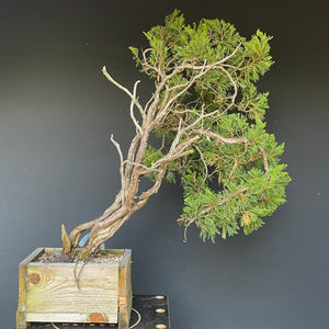 Sabina Wacholder / Juniperus sabina-Bonsai-Bonsai Gilde