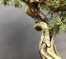 Lade das Bild in den Galerie-Viewer, Sabina-Wacholder / Juniperus sabina-Rohmaterial-Yamadori-Bonsai Gilde
