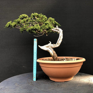 Sabina Wacholder / Juniperus sabina-Rohmaterial-Yamadori-Bonsai Gilde