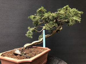 Sabina-Wacholder / Juniperus sabina-Rohmaterial-Yamadori-Bonsai Gilde