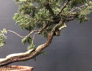 Sabina-Wacholder / Juniperus sabina-Rohmaterial-Yamadori-Bonsai Gilde