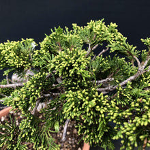 Lade das Bild in den Galerie-Viewer, Sabina Wacholder / Juniperus sabina-Rohmaterial-Yamadori-Bonsai Gilde
