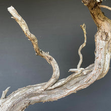 Lade das Bild in den Galerie-Viewer, Sabina Wacholder / Juniperus sabina-Rohmaterial-Yamadori-Bonsai Gilde
