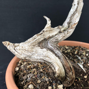 Sabina Wacholder / Juniperus sabina-Rohmaterial-Yamadori-Bonsai Gilde