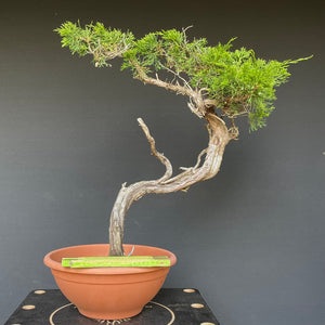 Sabina Wacholder / Juniperus sabina-Rohmaterial-Yamadori-Bonsai Gilde