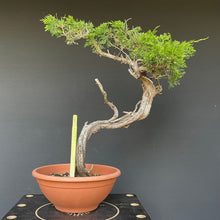 Lade das Bild in den Galerie-Viewer, Sabina Wacholder / Juniperus sabina-Rohmaterial-Yamadori-Bonsai Gilde
