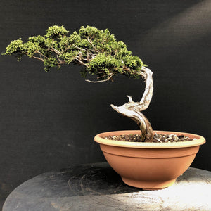 Sabina Wacholder / Juniperus sabina-Rohmaterial-Yamadori-Bonsai Gilde