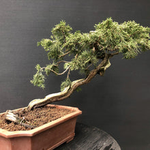 Lade das Bild in den Galerie-Viewer, Sabina-Wacholder / Juniperus sabina-Rohmaterial-Yamadori-Bonsai Gilde

