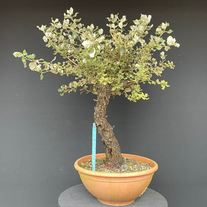 Steineiche / Quercus ilex-Rohmaterial-Yamadori-Bonsai Gilde