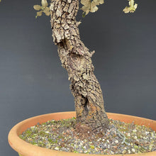 Lade das Bild in den Galerie-Viewer, Steineiche / Quercus ilex-Rohmaterial-Yamadori-Bonsai Gilde
