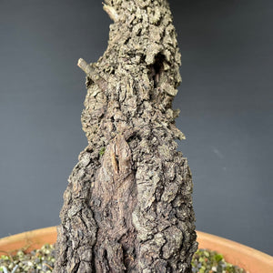 Steineiche / Quercus ilex-Rohmaterial-Yamadori-Bonsai Gilde