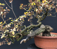 Lade das Bild in den Galerie-Viewer, Stieleiche / Quercus Robur-Rohmaterial-Yamadori-Bonsai Gilde
