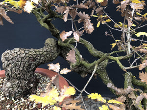 Stieleiche / Quercus Robur-Rohmaterial-Yamadori-Bonsai Gilde