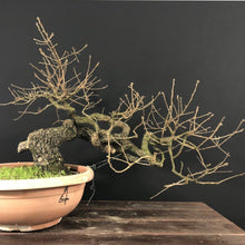 Lade das Bild in den Galerie-Viewer, Stieleiche / Quercus Robur-Rohmaterial-Yamadori-Bonsai Gilde

