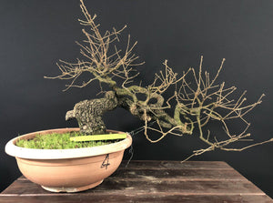Stieleiche / Quercus Robur-Rohmaterial-Yamadori-Bonsai Gilde