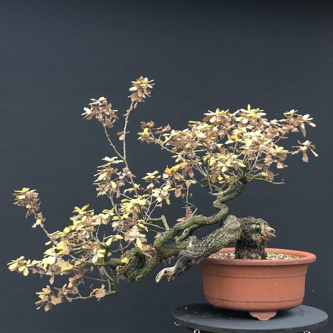 Stieleiche / Quercus Robur-Rohmaterial-Yamadori-Bonsai Gilde