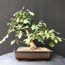 Lade das Bild in den Galerie-Viewer, Stileiche / Quercus robur-Rohmaterial-Yamadori-Bonsai Gilde
