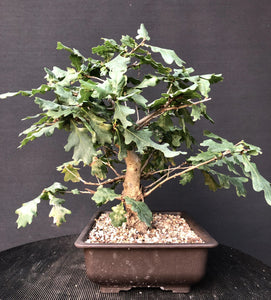 Stileiche / Quercus robur-Rohmaterial-Yamadori-Bonsai Gilde