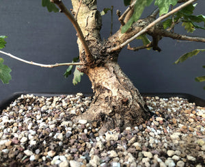 Stileiche / Quercus robur-Rohmaterial-Yamadori-Bonsai Gilde